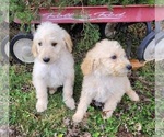 Small Photo #5 Labradoodle Puppy For Sale in VERGENNES, IL, USA