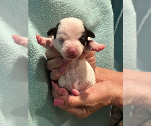 Medium Photo #2 Chiweenie Puppy For Sale in San Diego , CA, USA
