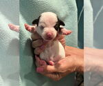 Small #1 Chiweenie
