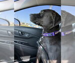 Small #1 American Pit Bull Terrier-Staffordshire Bull Terrier Mix