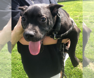 American Pit Bull Terrier Dogs for adoption in Evansville, IN, USA