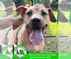 Black Mouth Cur-Unknown Mix Dogs for adoption in Stroudsburg, PA, USA