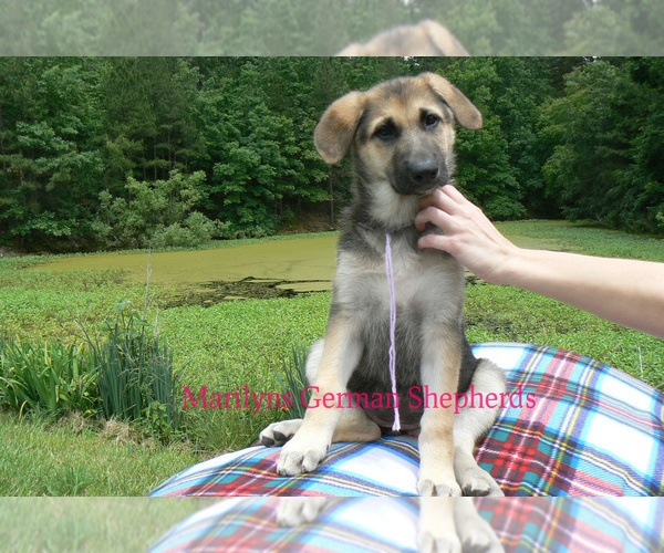 Medium Photo #3 German Shepherd Dog Puppy For Sale in PIEDMONT, MO, USA