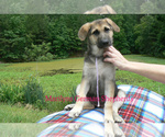 Small #2 German Shepherd Dog
