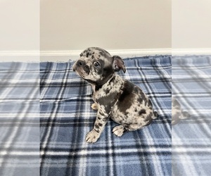 French Bulldog Puppy for sale in CHARLESTON, SC, USA