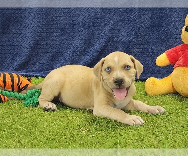 Medium Photo #1 Catahoula Leopard Dog Puppy For Sale in CUMBY, TX, USA
