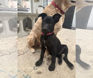Elle - Female Mutt Dog for Adoption - Photo #8