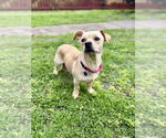 Small #3 Dachshund Mix