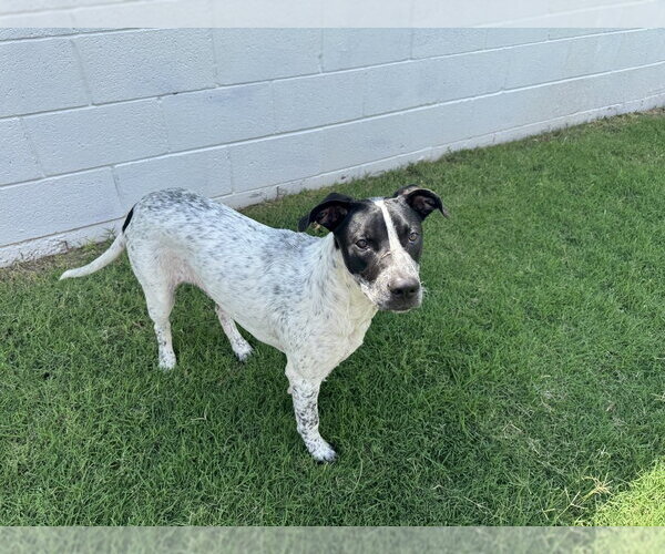 Medium Photo #2 Mutt Puppy For Sale in OKLAHOMA CITY, OK, USA