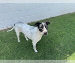 Small #1 Mutt