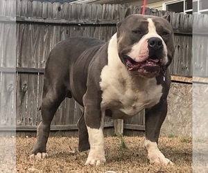 Father of the American Bully puppies born on 04/22/2023