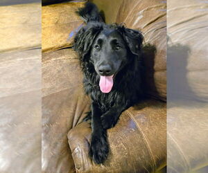 Australian Shepherd-Unknown Mix Dogs for adoption in Portland, IN, USA