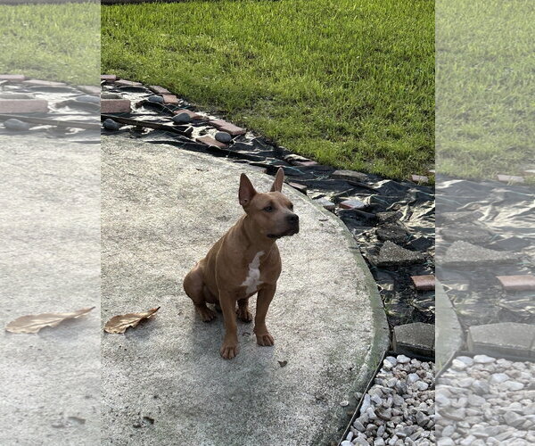 Medium Photo #3 Mutt Puppy For Sale in Miami, FL, USA