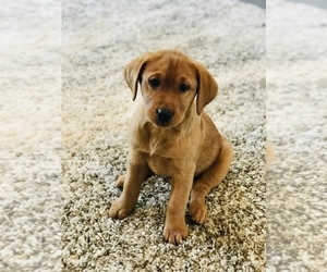 Labrador Retriever Puppy for sale in STEVENS, PA, USA
