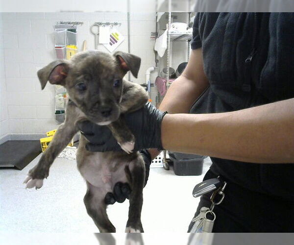 Medium Photo #1 American Pit Bull Terrier-Unknown Mix Puppy For Sale in Pasadena, TX, USA