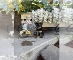 Puppy Nala Yorkshire Terrier