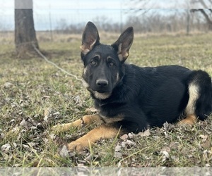 German Shepherd Dog Litter for sale in HOLDEN, MO, USA