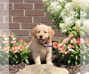 Golden Retriever Puppy for sale in APPLE CREEK, OH, USA