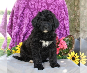 Saint Berdoodle Puppy for sale in KIRKWOOD, PA, USA