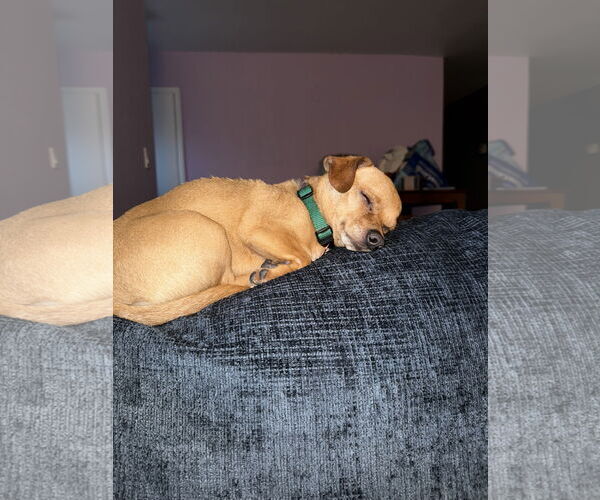 Medium Photo #10 Chihuahua-Unknown Mix Puppy For Sale in Fort Collins, CO, USA