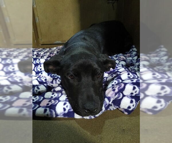 Medium Photo #1 Labrador Retriever Puppy For Sale in Downey, CA, USA