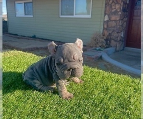 Medium Photo #17 French Bulldog Puppy For Sale in LOUISVILLE, KY, USA