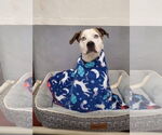 Small #14 Boxer-Catahoula Leopard Dog Mix