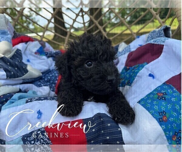 Medium Photo #7 Schnoodle (Miniature) Puppy For Sale in NIANGUA, MO, USA