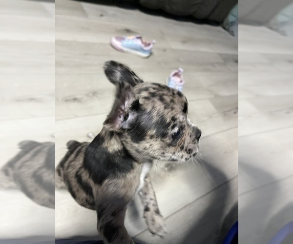 Medium Photo #22 Boston Terrier-Faux Frenchbo Bulldog Mix Puppy For Sale in ROUND LAKE, IL, USA
