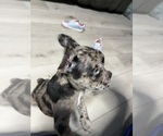 Small Photo #22 Boston Terrier-Faux Frenchbo Bulldog Mix Puppy For Sale in ROUND LAKE, IL, USA