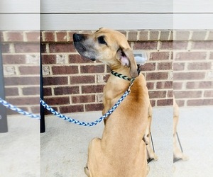 Great Dane Puppy for sale in LITHONIA, GA, USA