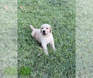 Medium Golden Retriever