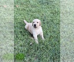 Puppy Leonard jr Golden Retriever
