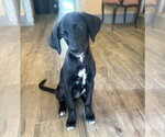 Small #3 Labrador Retriever Mix