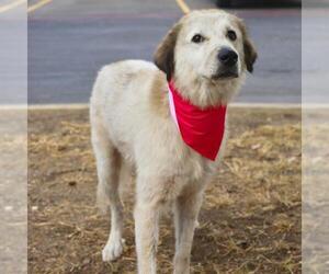 Great Pyrenees-Unknown Mix Dogs for adoption in San Antonio, TX, USA