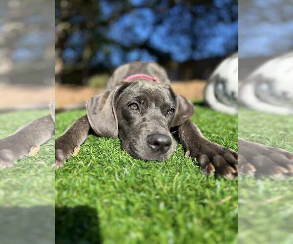 Medium Photo #9 Great Dane-Unknown Mix Puppy For Sale in Huntersville, NC, USA