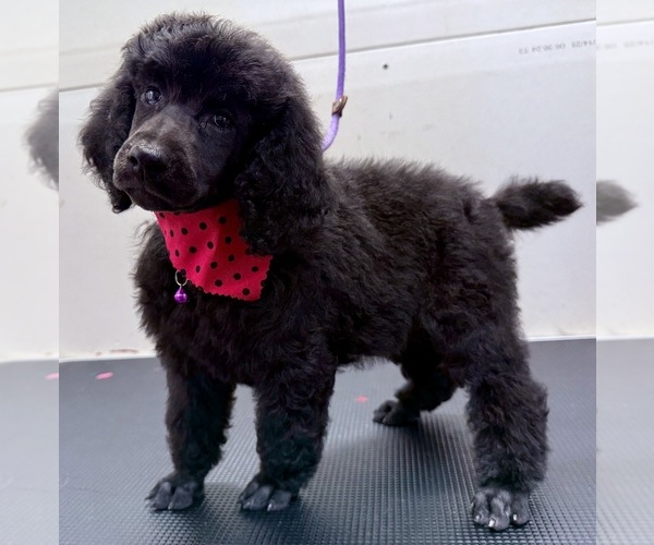 Medium Photo #1 Poodle (Standard) Puppy For Sale in SAN ANTONIO, TX, USA