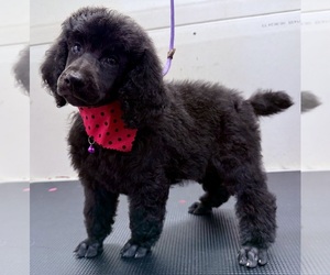 Poodle (Standard) Puppy for sale in SAN ANTONIO, TX, USA