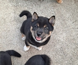 Shiba Inu Puppy for sale in ORLANDO, FL, USA