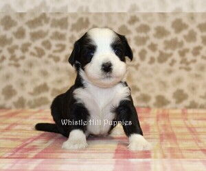 Miniature Bernedoodle Puppy for sale in DENVER, PA, USA