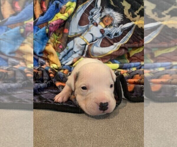 Medium Photo #2 Dogo Argentino Puppy For Sale in ZACHARY, LA, USA