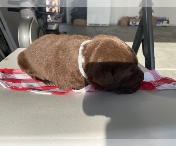 Medium Photo #5 Labrador Retriever Puppy For Sale in STOCKTON, CA, USA