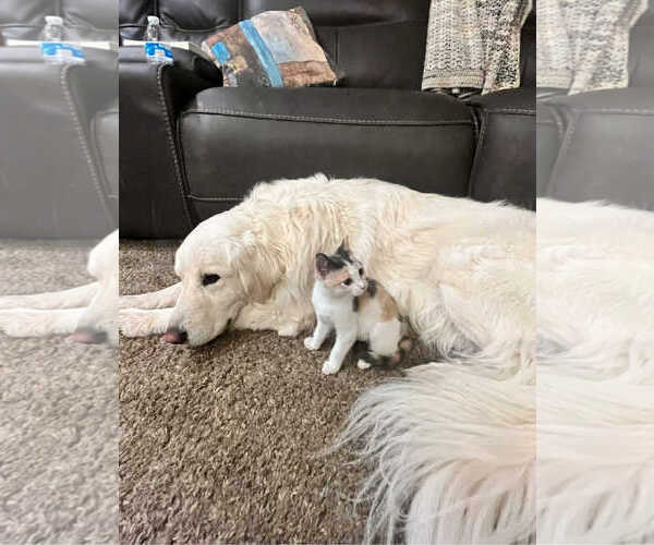 Medium Photo #2 Great Pyrenees Puppy For Sale in Bountiful, UT, USA