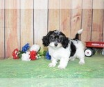 Image preview for Ad Listing. Nickname: Puppy 2
