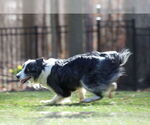 Small #9 Border Collie