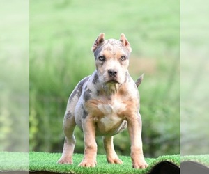 American Bully Puppy for sale in CLEVELAND, GA, USA