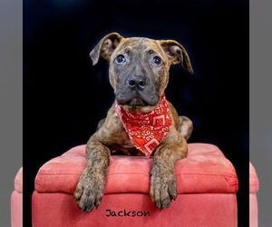 Plott Hound-Unknown Mix Dogs for adoption in Hot Springs Village, AR, USA