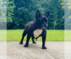 French Bulldog Puppy for sale in LOCUST GROVE, GA, USA
