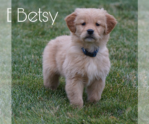 Golden Retriever Puppy for sale in FREDERICKSBG, OH, USA