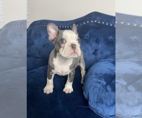 Medium Photo #19 French Bulldog Puppy For Sale in HOUSTON, TX, USA